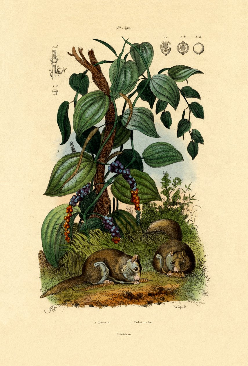 Pimenta Preta, 1833-39 de French School