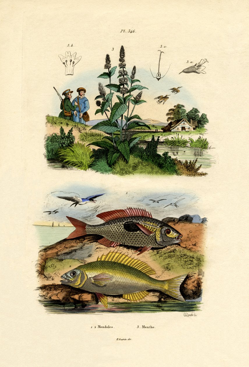 Picaris manchados, 1833-39 de French School