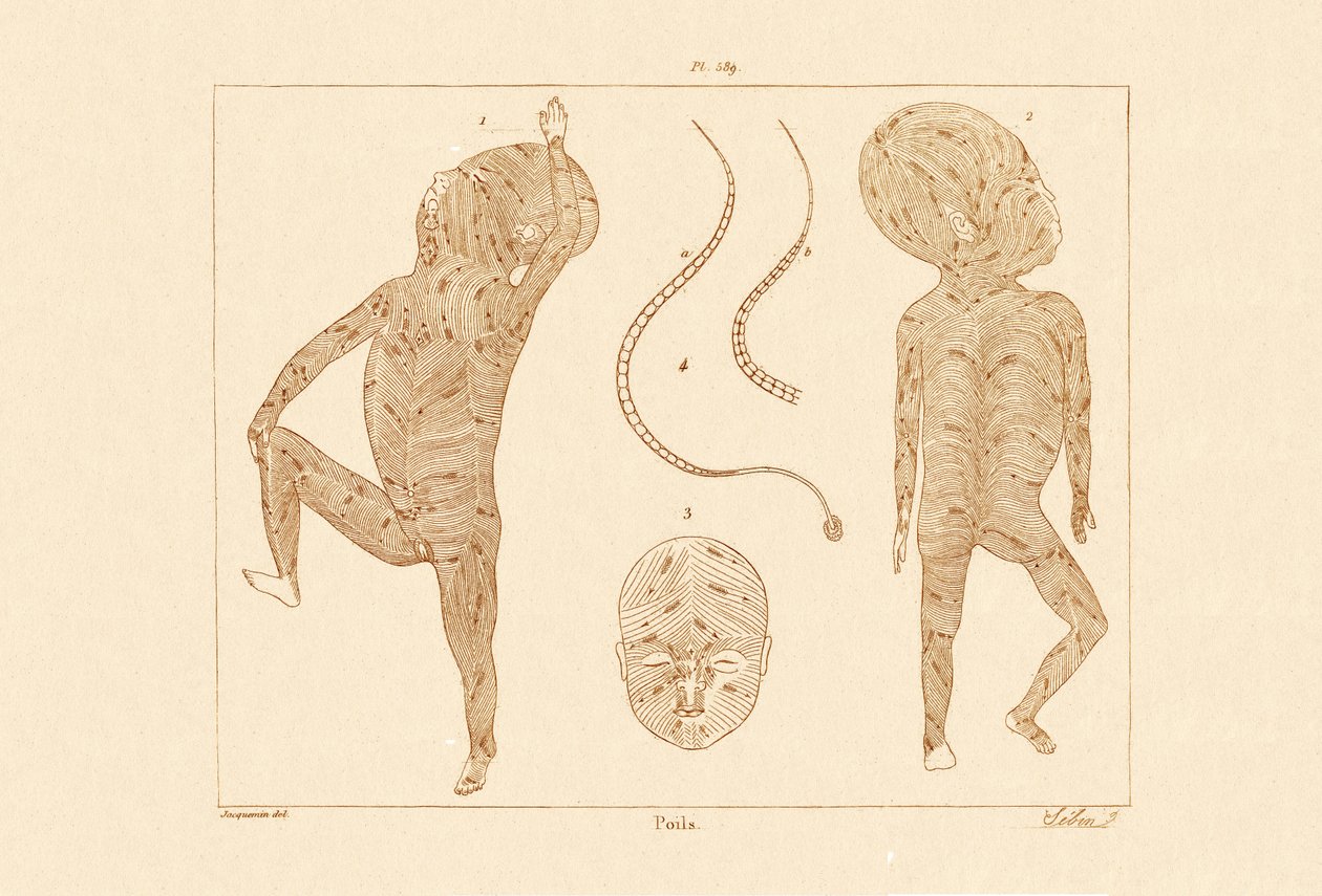 Pêlos Corporais, 1833-39 de French School