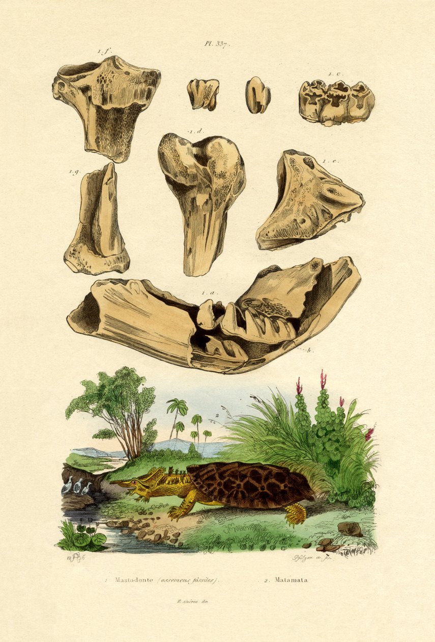 Fósseis de Ossos, 1833-39 de French School