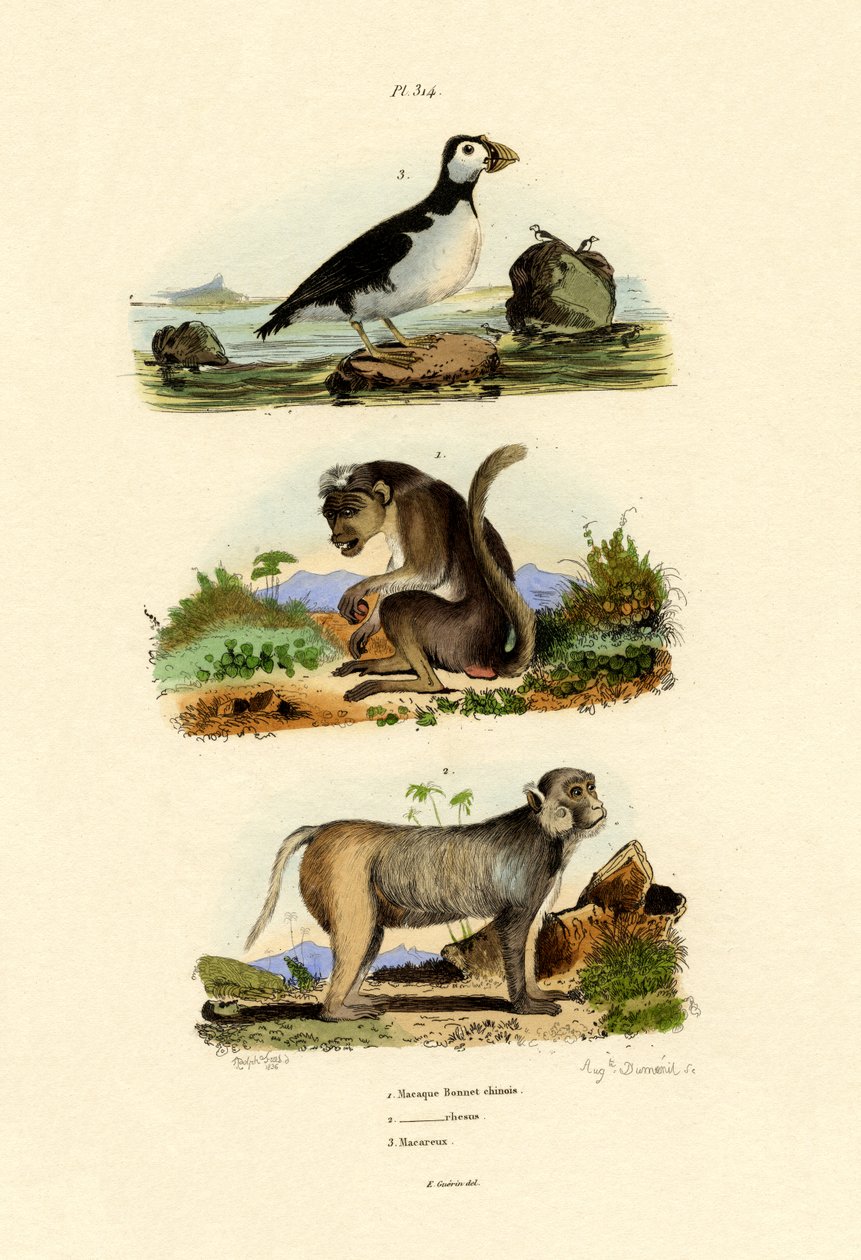 Bonnet Macaque, 1833-39 de French School