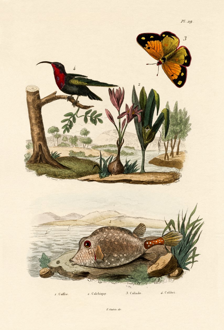 Boxfish, 1833-39 de French School