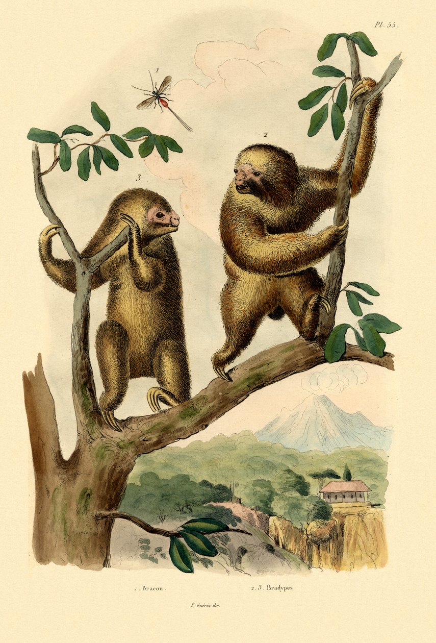 Vespa de Braconid, 1833-39 de French School
