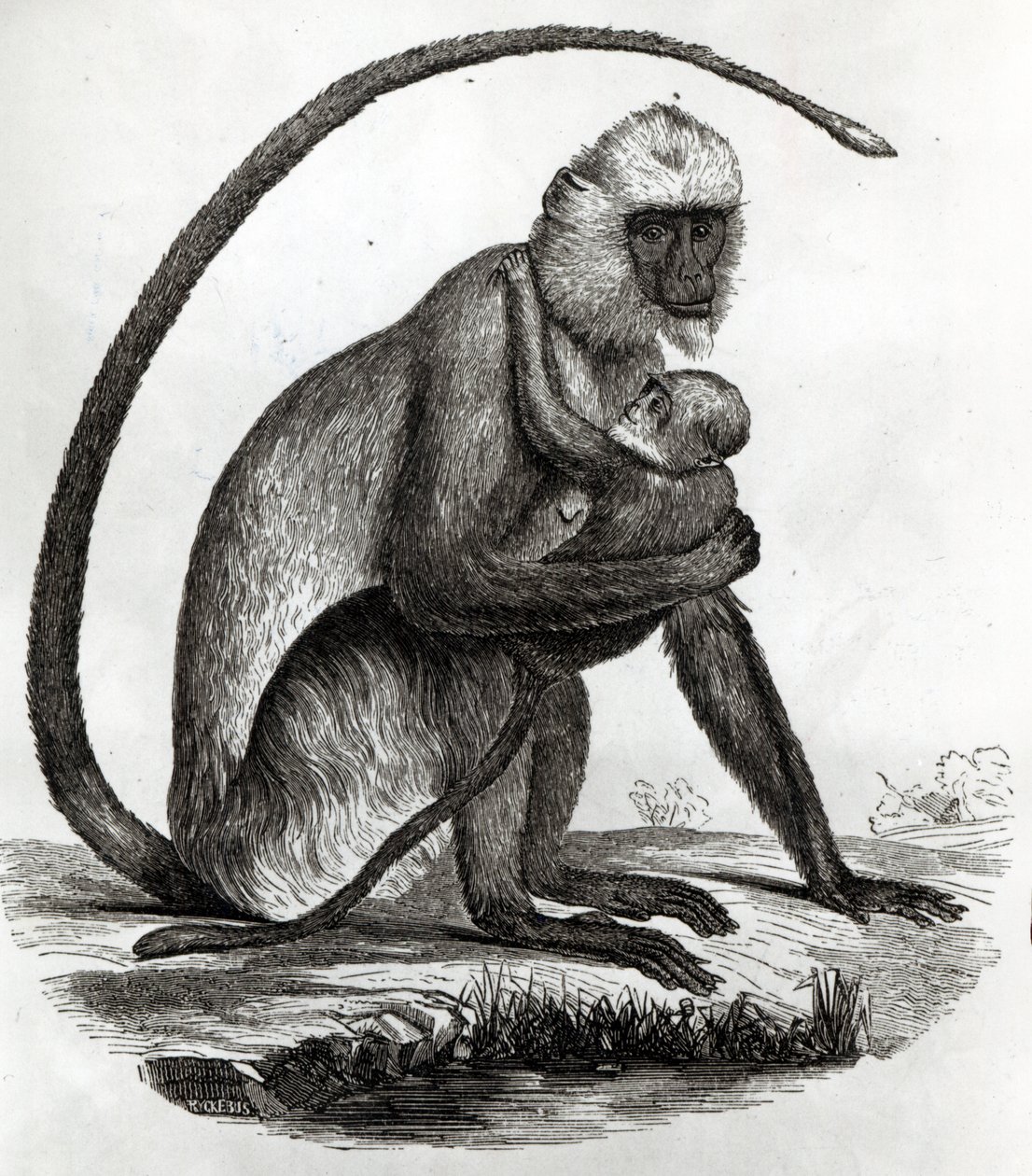 Macaco brasileiro de French School