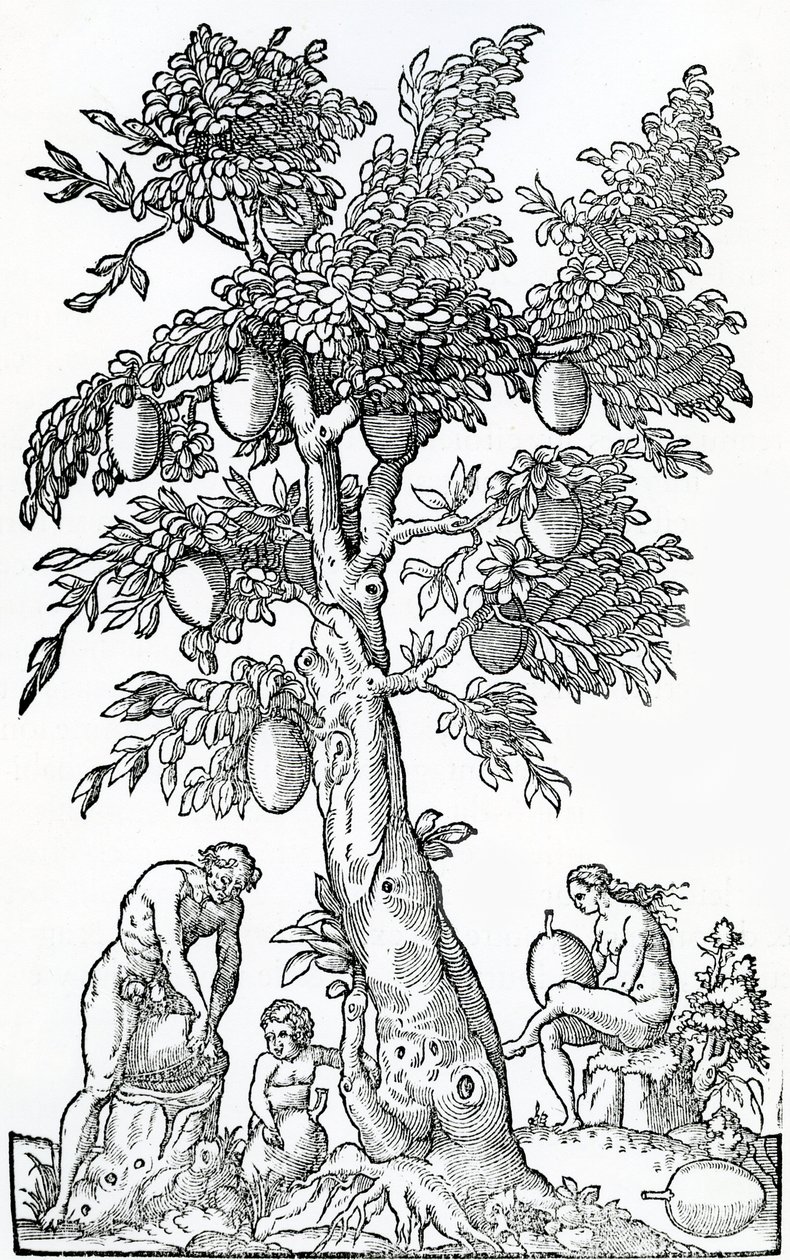 Colheita de fruta-pão, ilustração de Singularities of France Antarctique, por Andre de Thevet, 1558 de French School