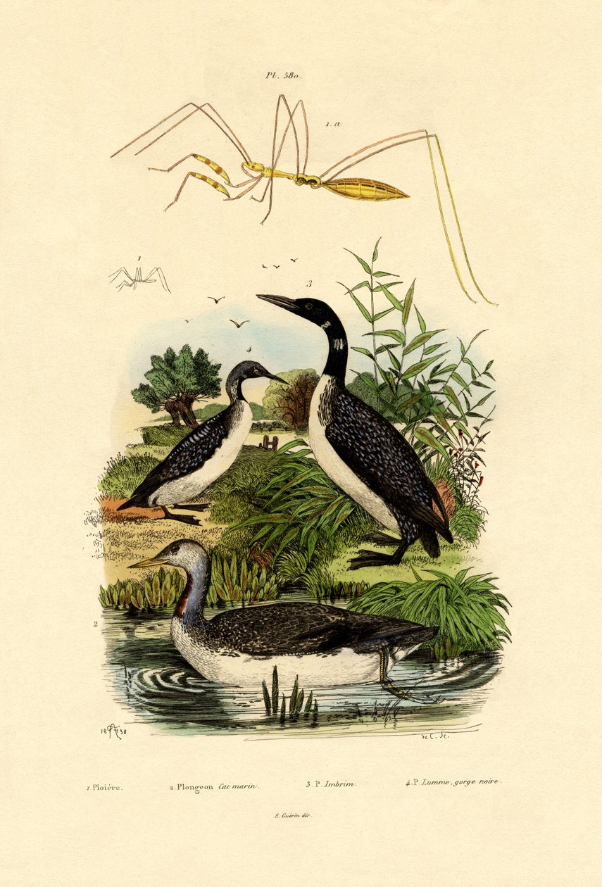 Bug, 1833-39 de French School