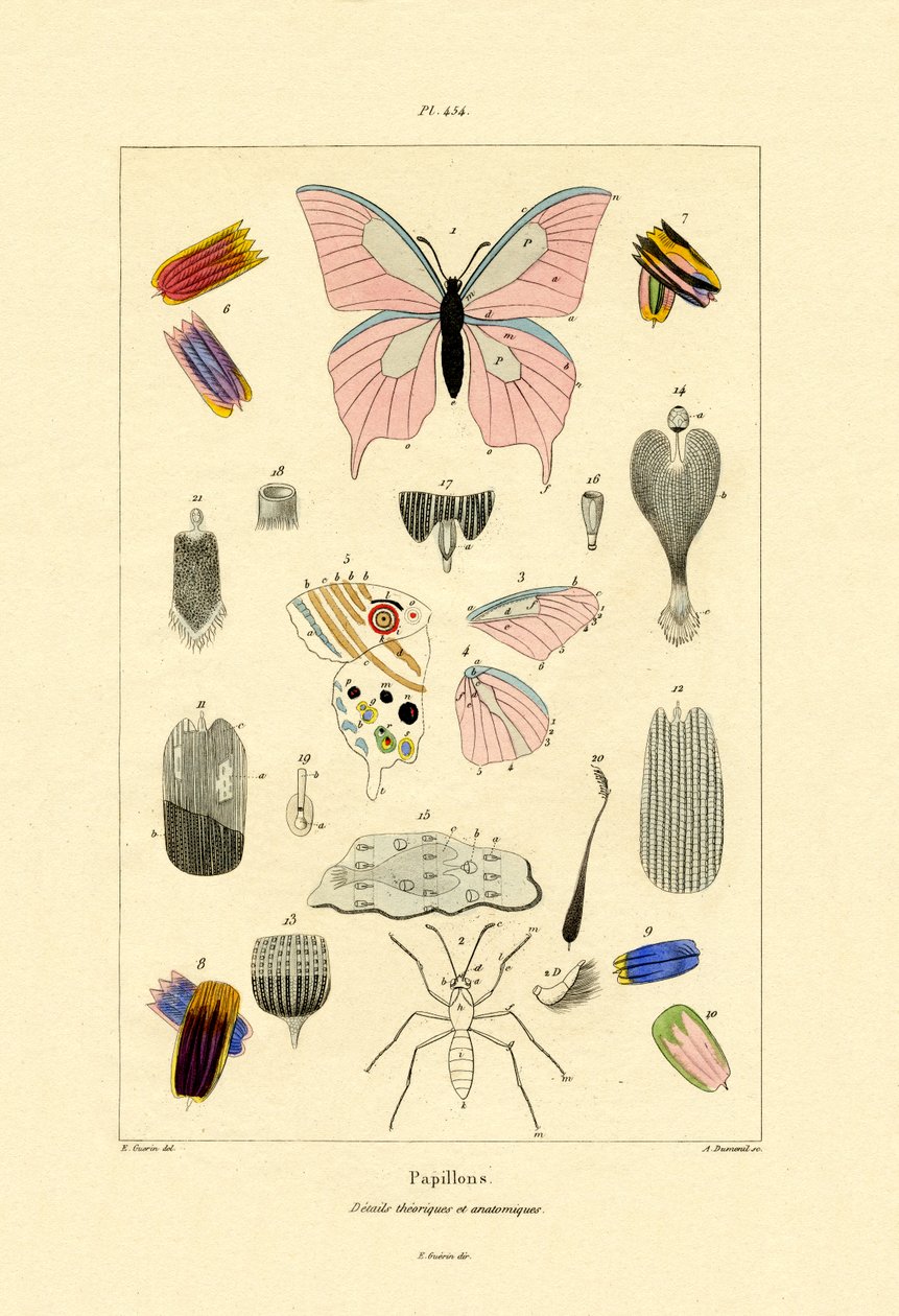 Borboletas, 1833-39 de French School