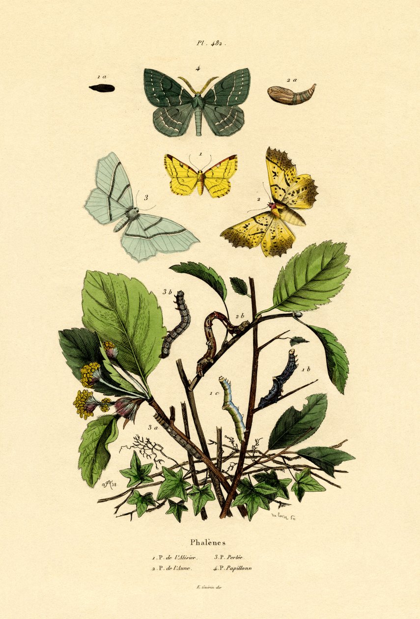 Borboletas, 1833-39 de French School