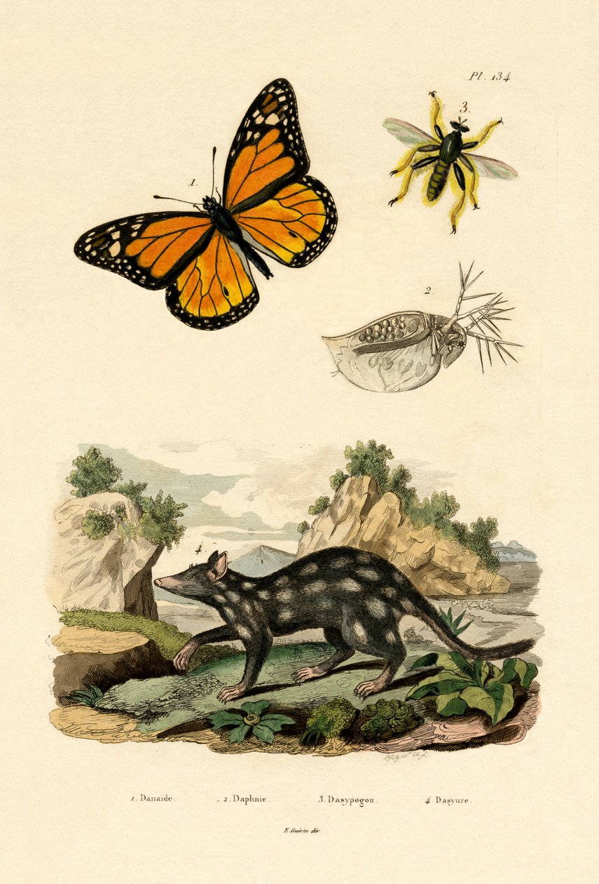 Borboleta, 1833-39 de French School