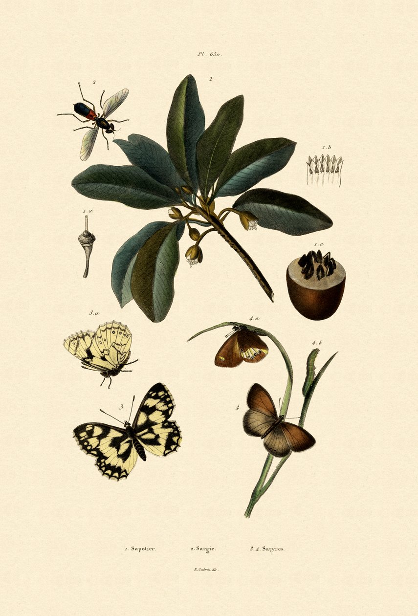 Borboleta, 1833-39 de French School