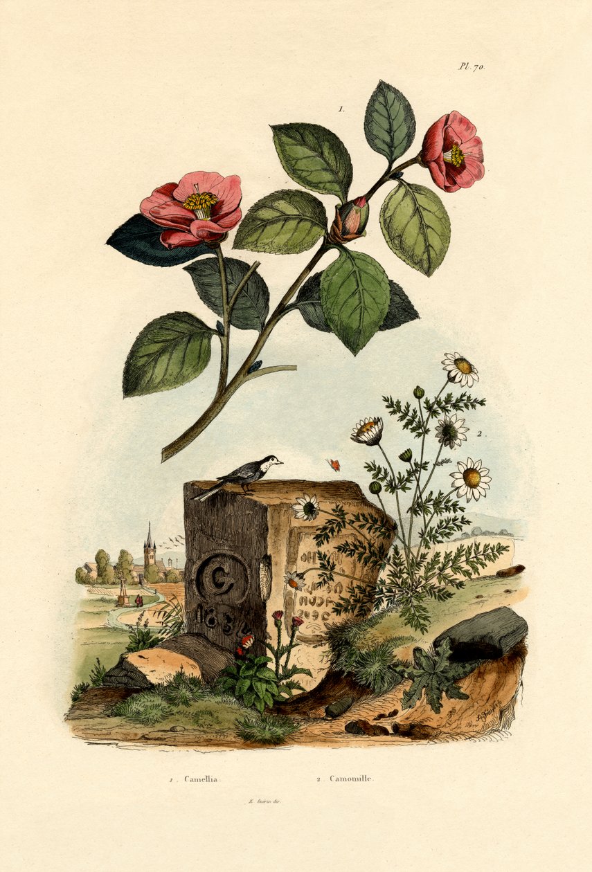 Camélia, 1833-39 de French School