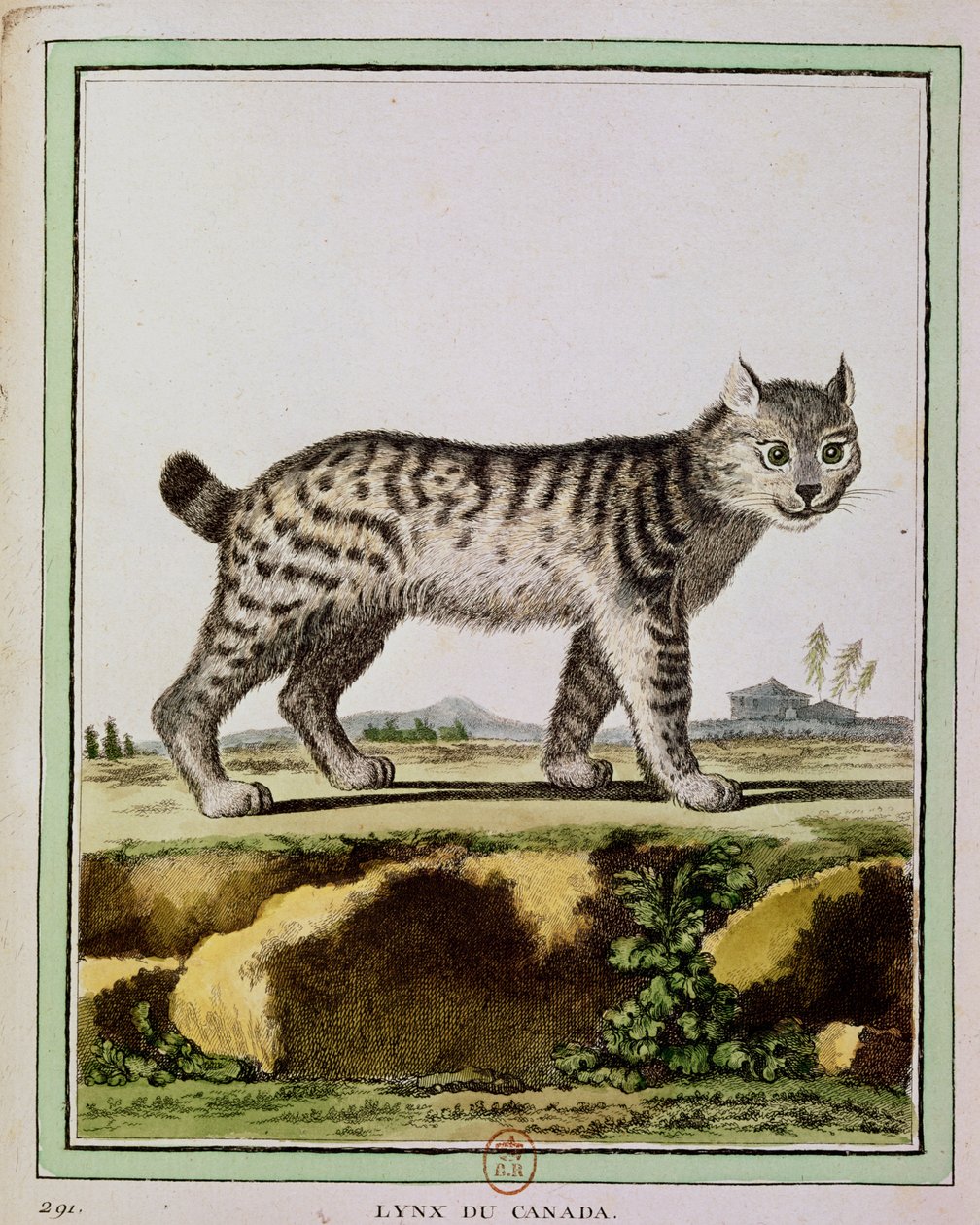 Lince Canadense (Lynx Canadensis) de French School