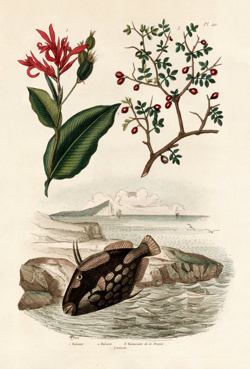 Canna, 1833-39 de French School