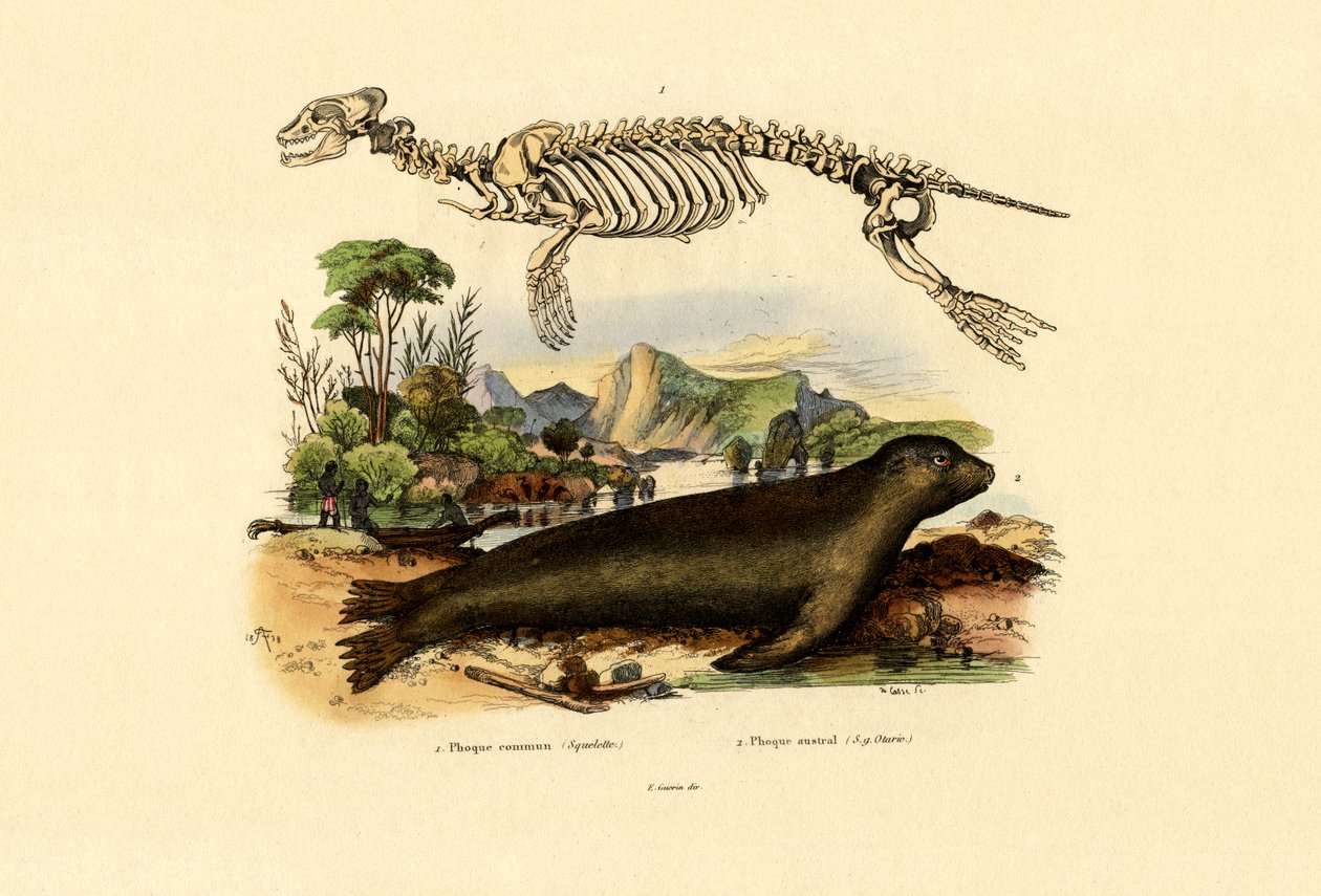 Lobo-marinho do Cabo, 1833-39 de French School
