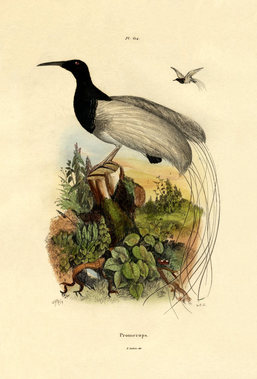 Cape sugarbird, 1833-39 de French School