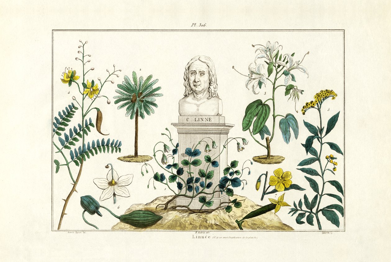 Carl von Linnée, 1833-39 de French School