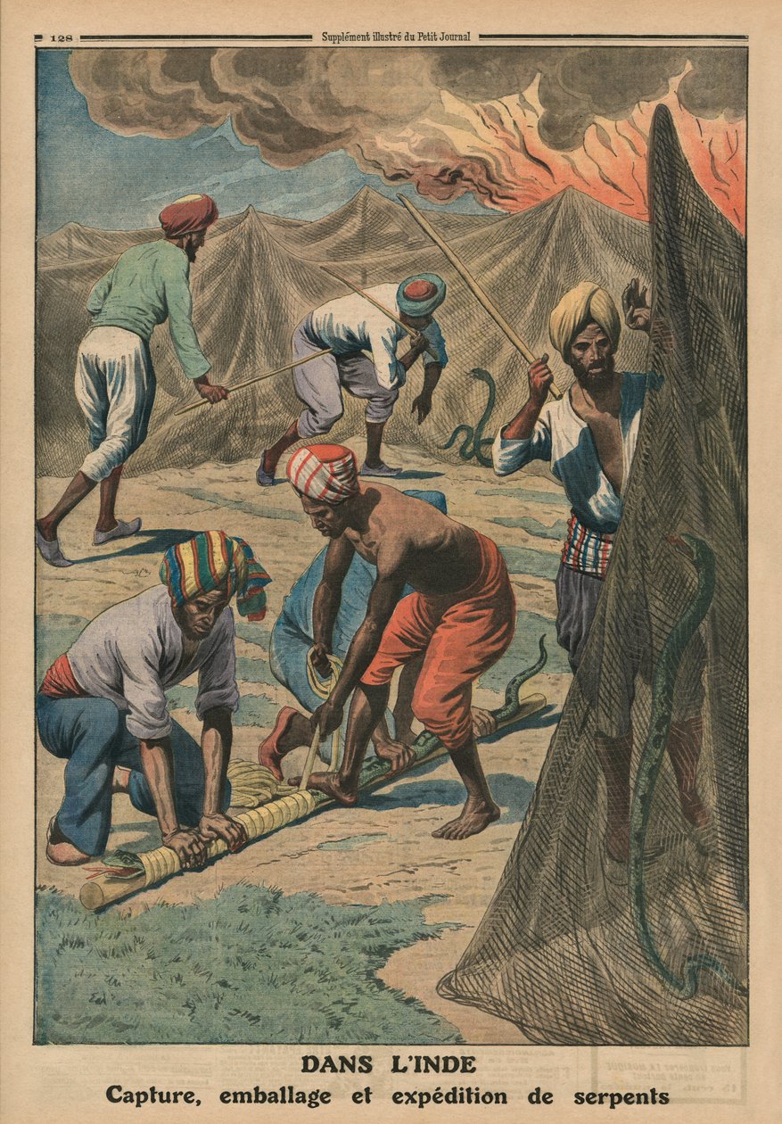 Captura, embalagem e envio de cobras, Índia, ilustração de capa de &39;Le Petit Journal&39;, suplemento ilustre, 20 de abril de 1913 de French School