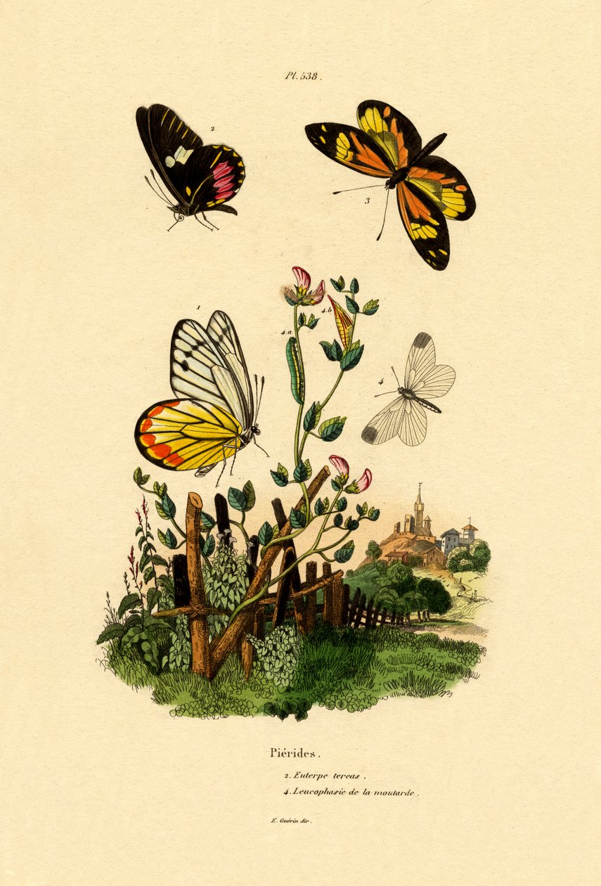 Cattleheart Mimic-White, 1833-39 de French School