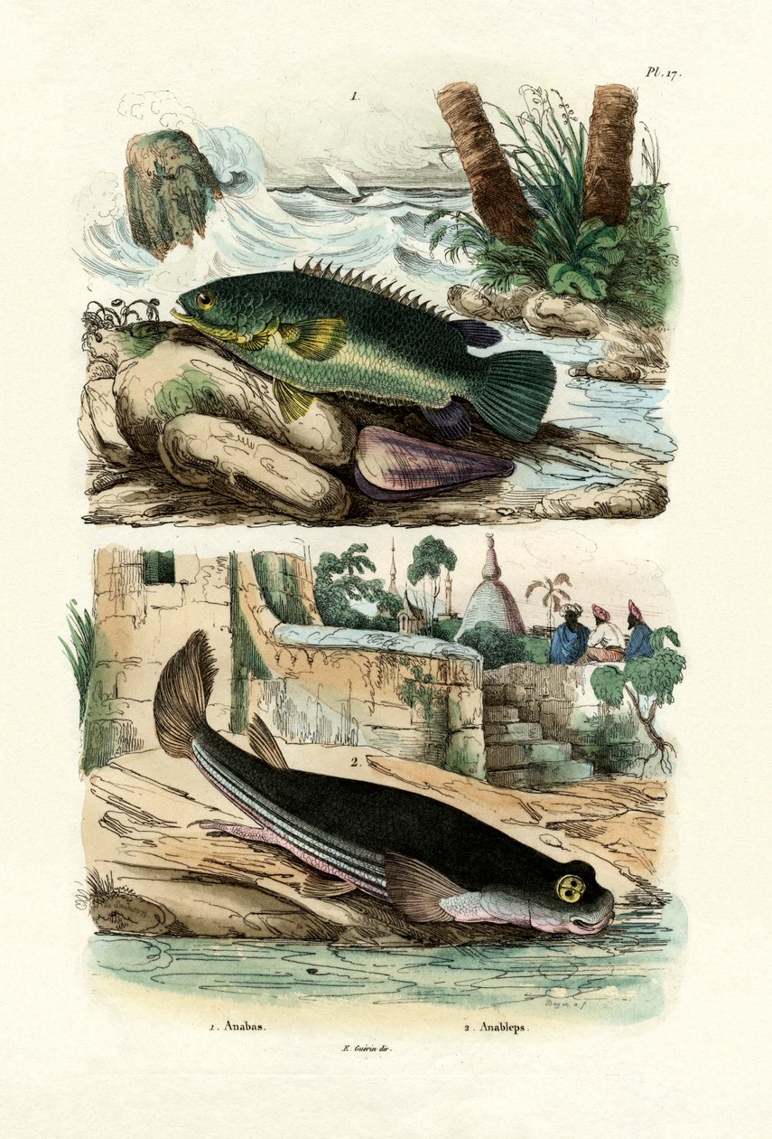 Perca de escalada, 1833-39 de French School