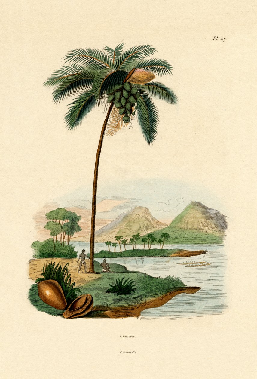 Palma de coco, 1833-39 de French School
