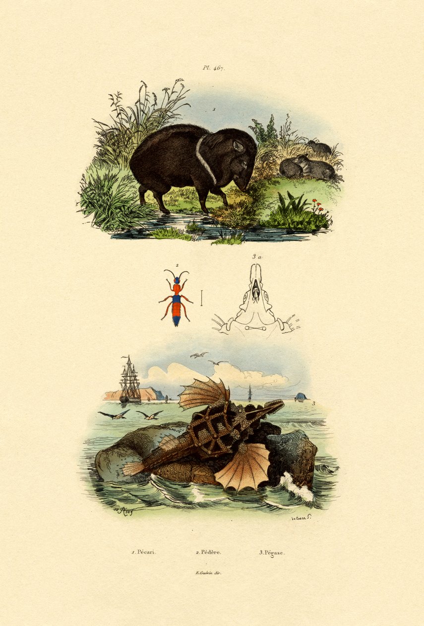 Peccaria Coleira, 1833-39 de French School