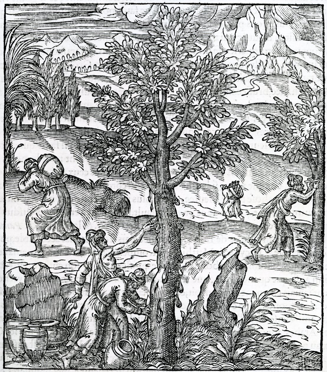 Coleta de incenso de pinheiros, ilustração da Cosmographie Universelle, de Andre de Thevet, 1575 de French School