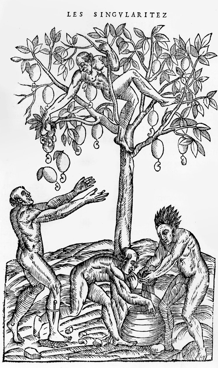 Coletando nozes para vinificação, ilustração de Singularities of France Antarctique, por Andre de Thevet, 1558 de French School