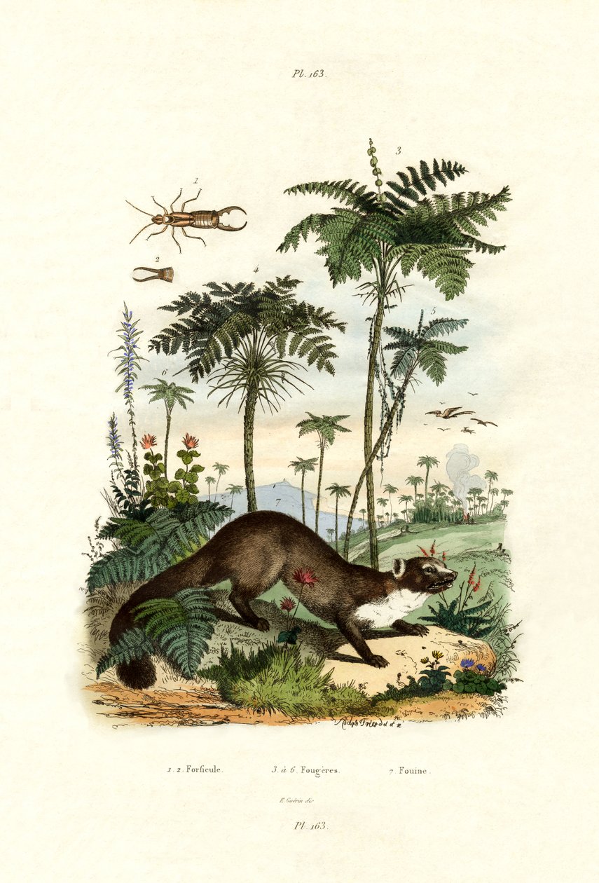 Peruca Européia Comum, 1833-39 de French School