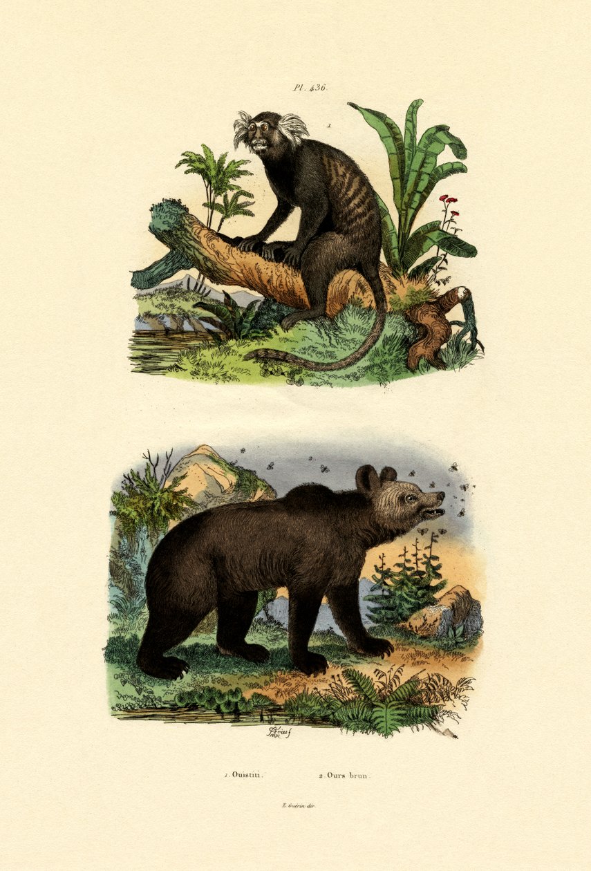Sagui comum, 1833-39 de French School