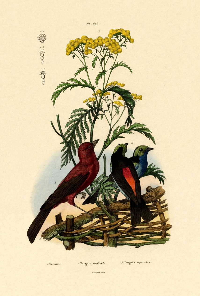 Tansy comum, 1833-39 de French School