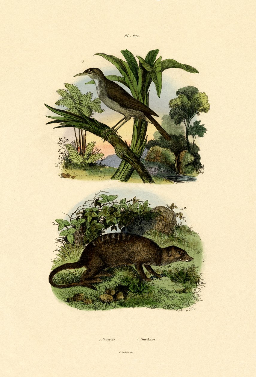 Conebill, 1833-39 de French School