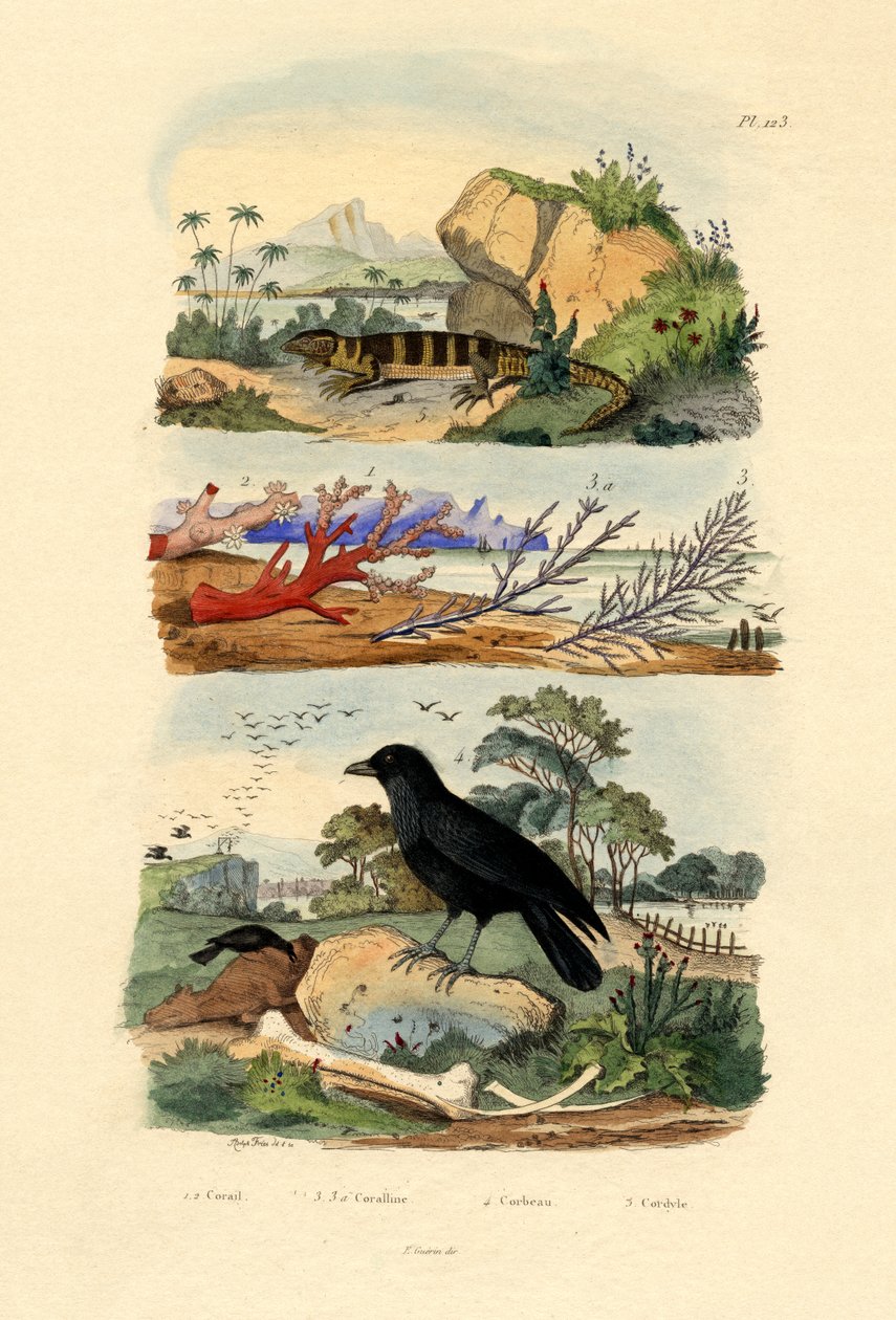 Corais, 1833-39 de French School