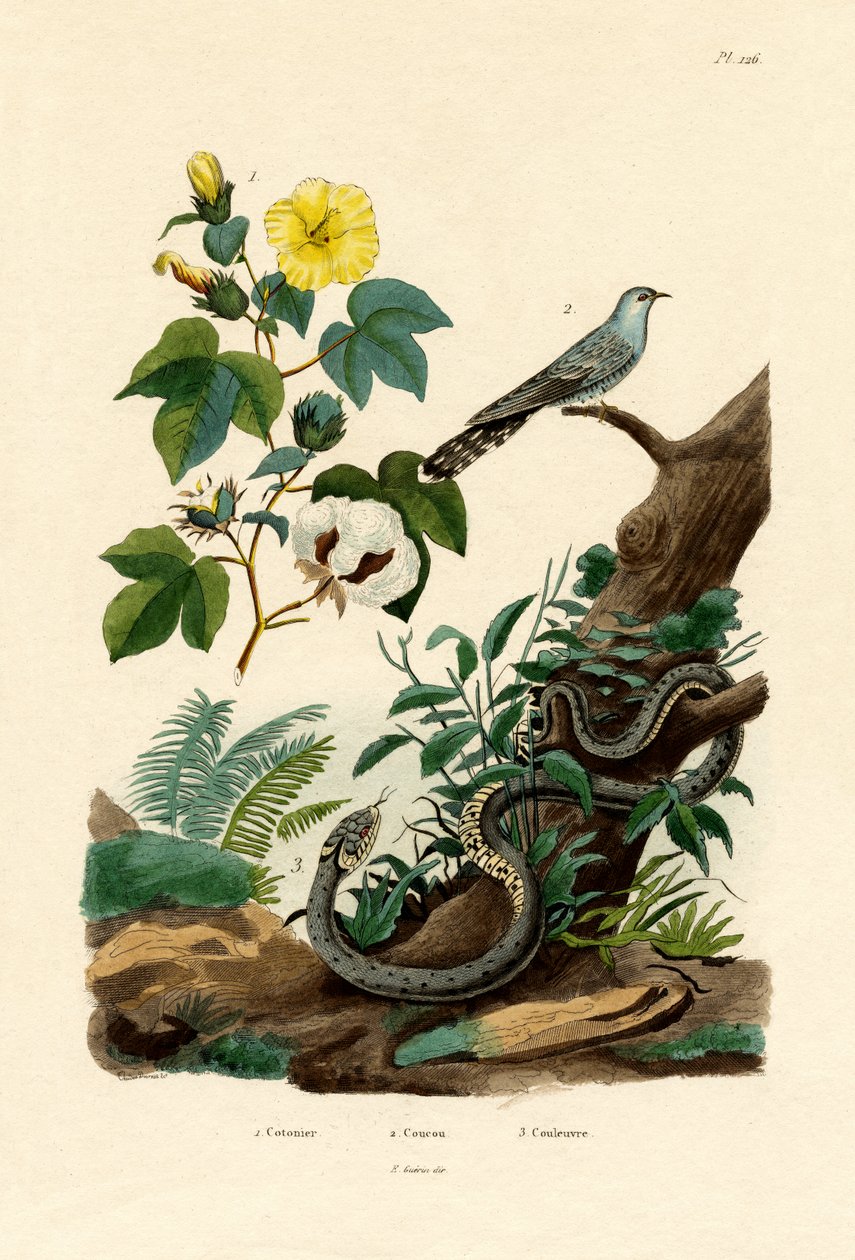 Algodão, 1833-39 de French School