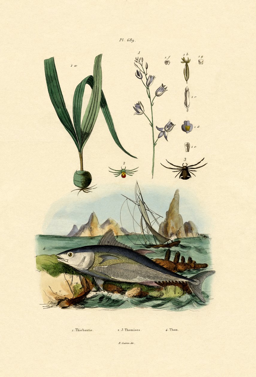 Aranha do Caranguejo, 1833-39 de French School