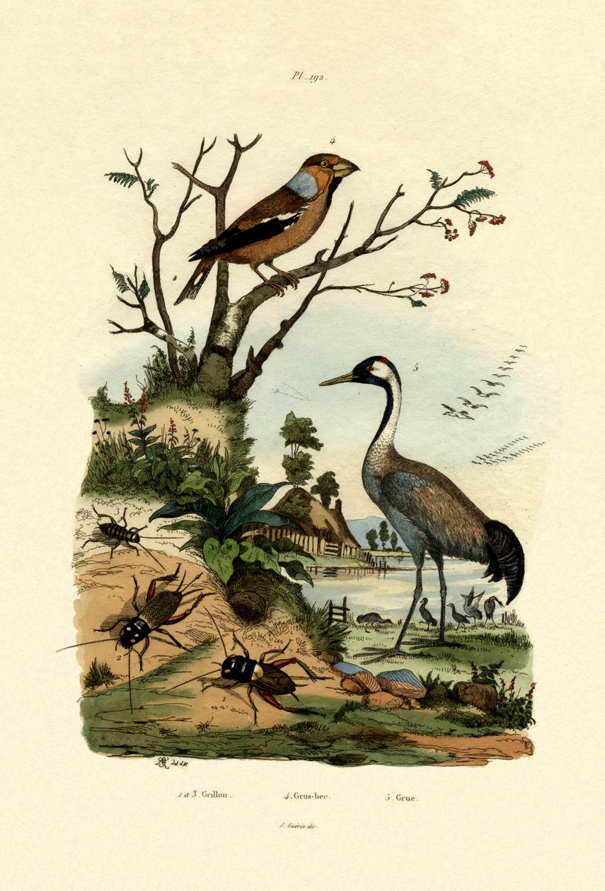 Grilos, 1833-39 de French School