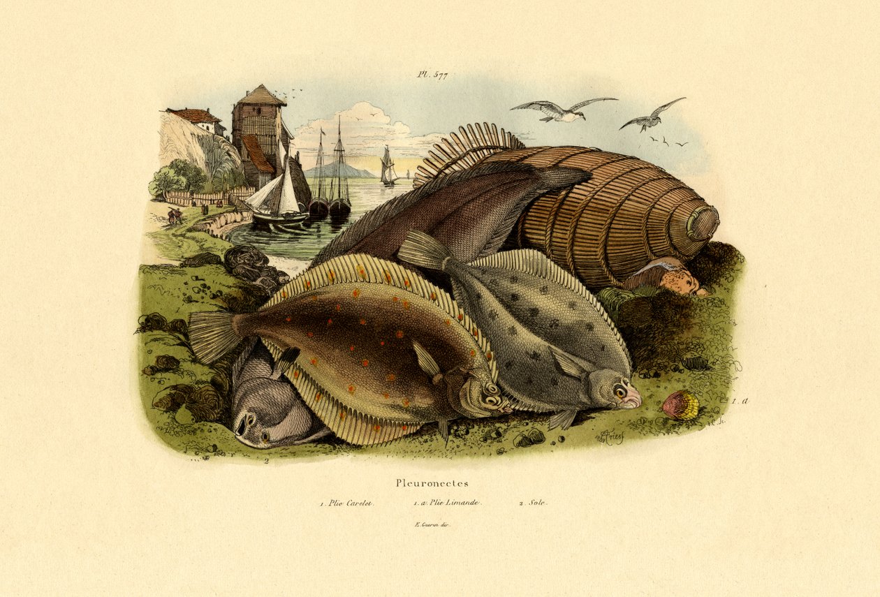 Dab, 1833-39 de French School