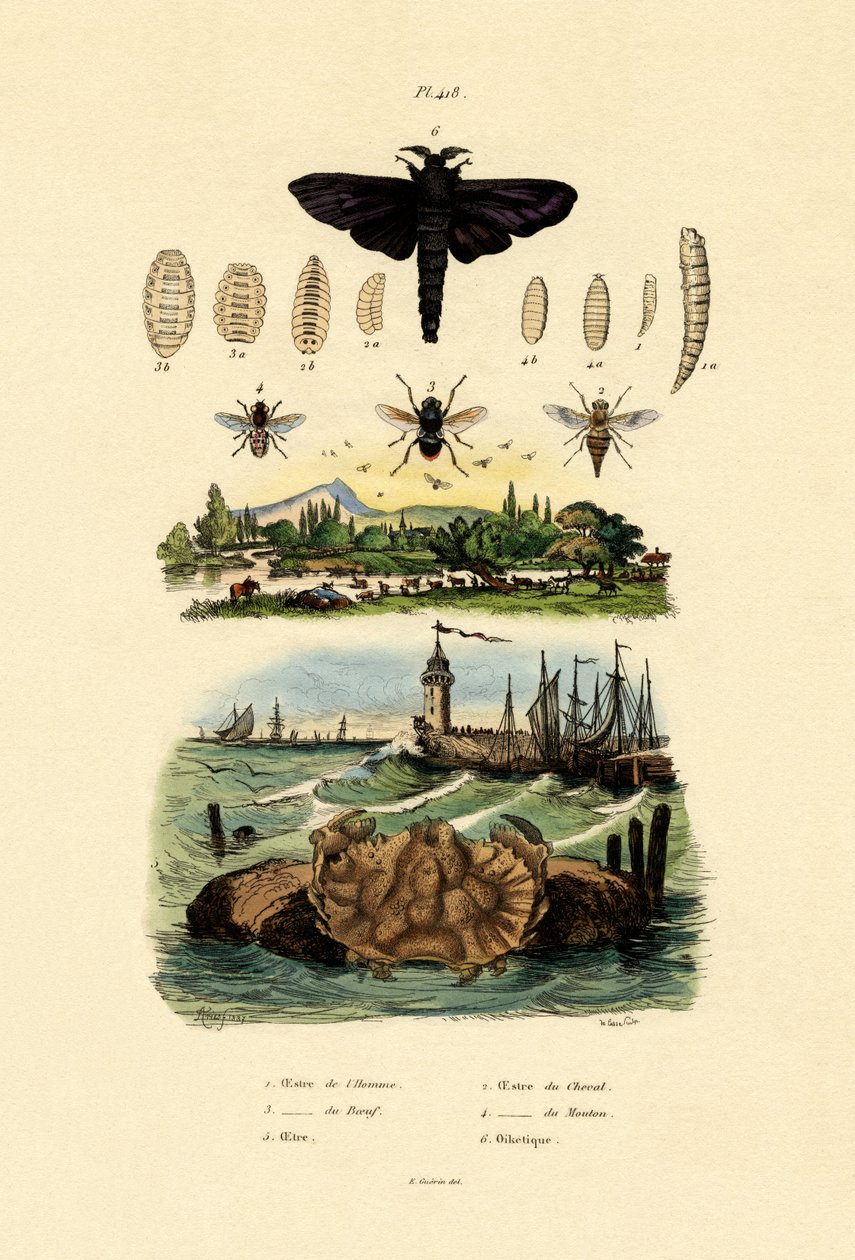 Dark Horse Gigante, 1833-39 de French School