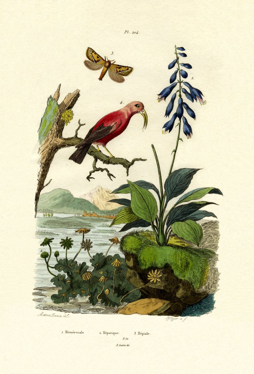 Hemerocallis, 1833-39 de French School