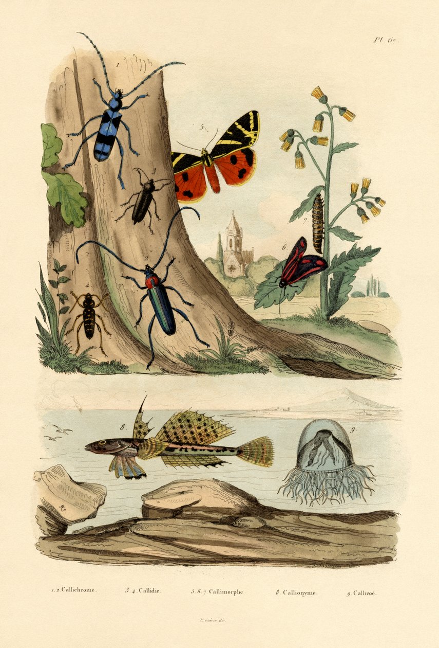 Traça de Orvalho, 1833-39 de French School