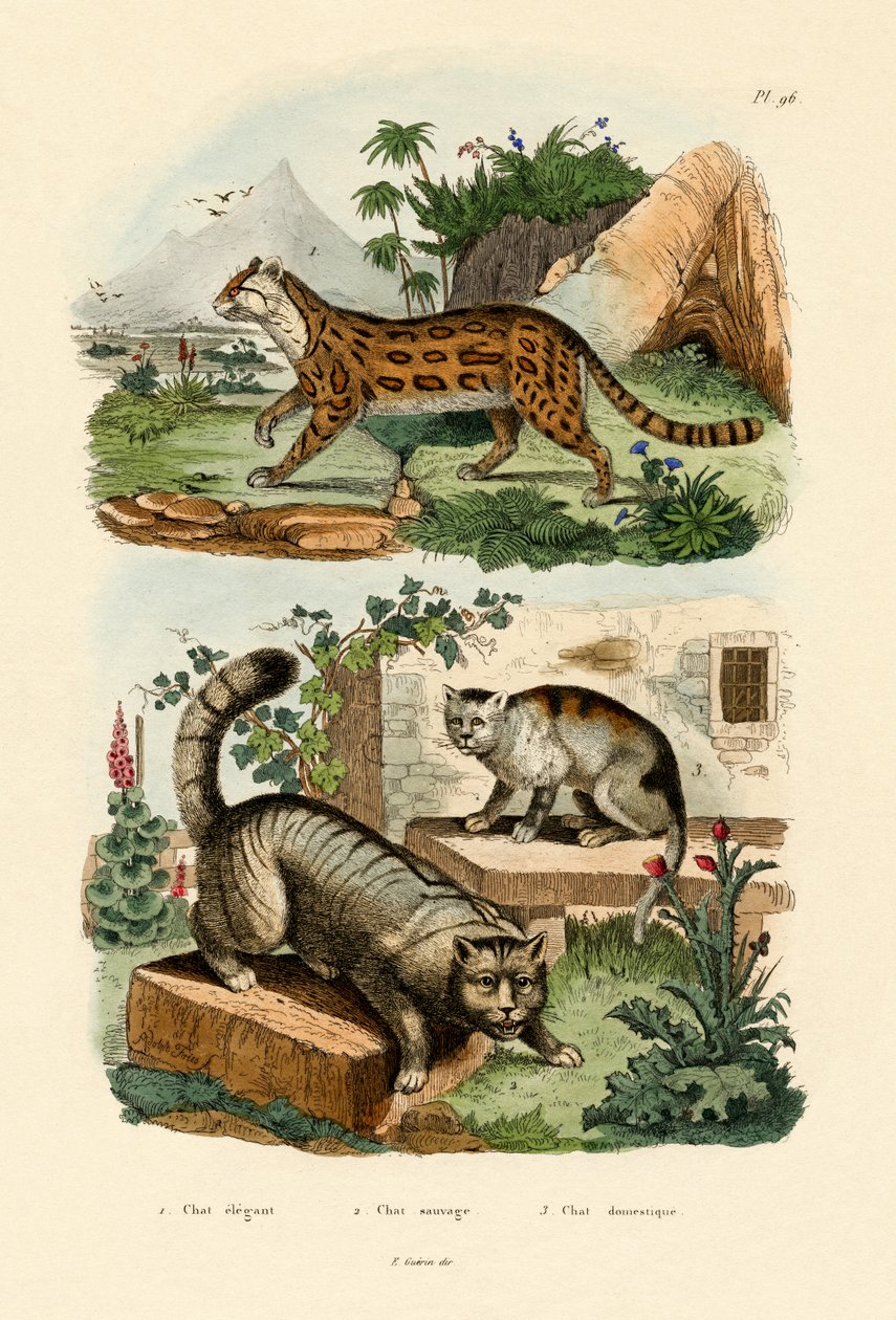 Gato doméstico, 1833-39 de French School