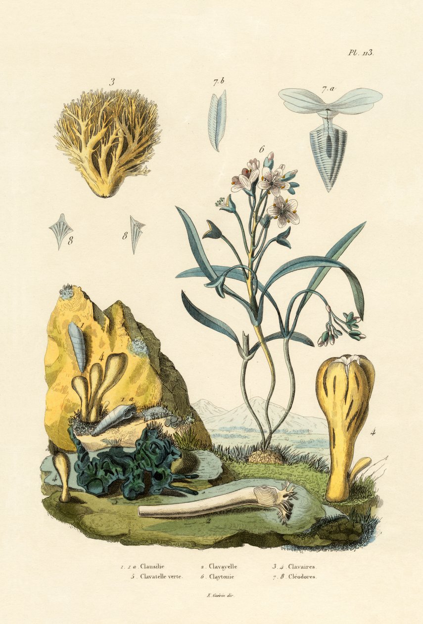 Caracol da Porta, 1833-39 de French School