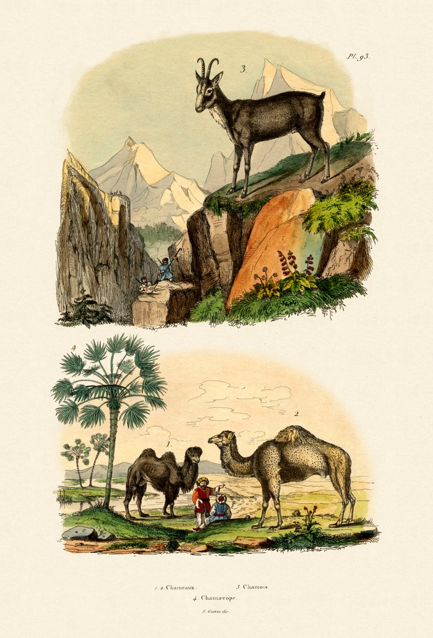 Dromedário, 1833-39 de French School