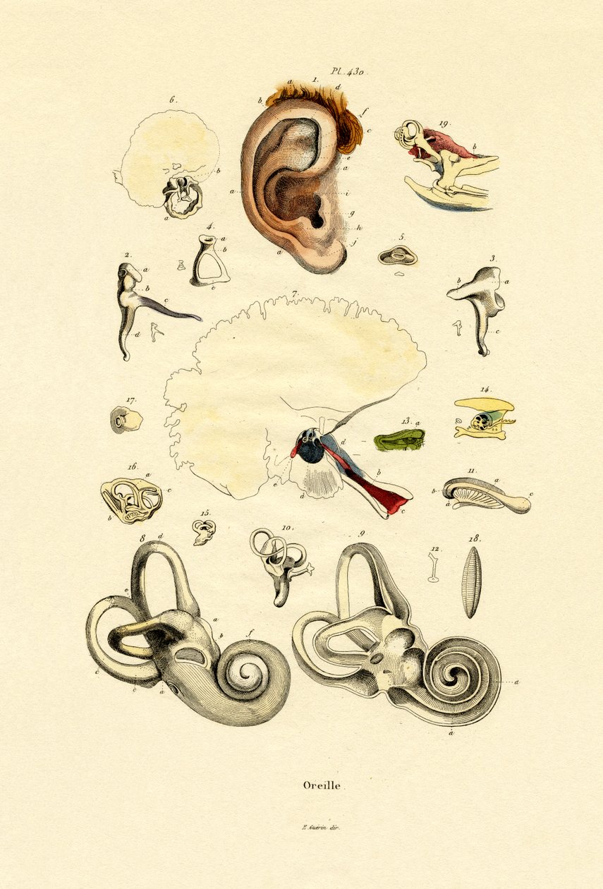 Orelha, 1833-39 de French School