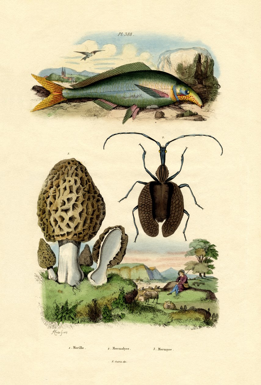 Morel Comestível, 1833-39 de French School
