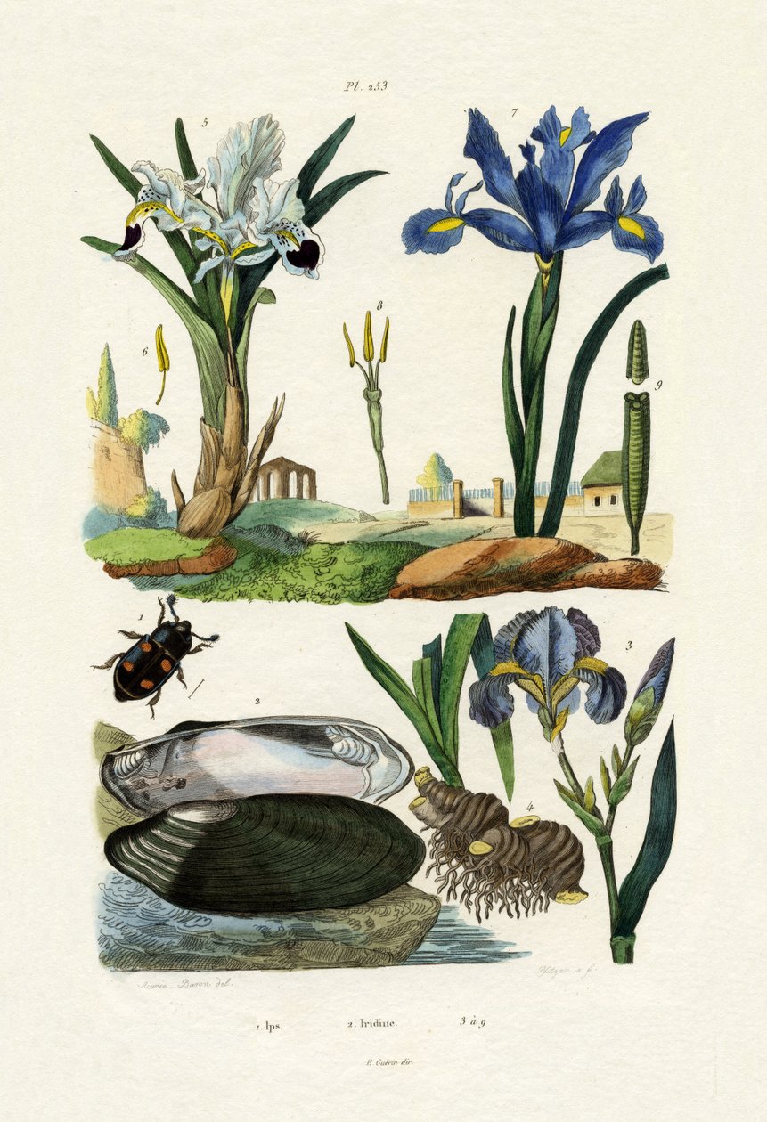 Besouro de gravura, 1833-39 de French School