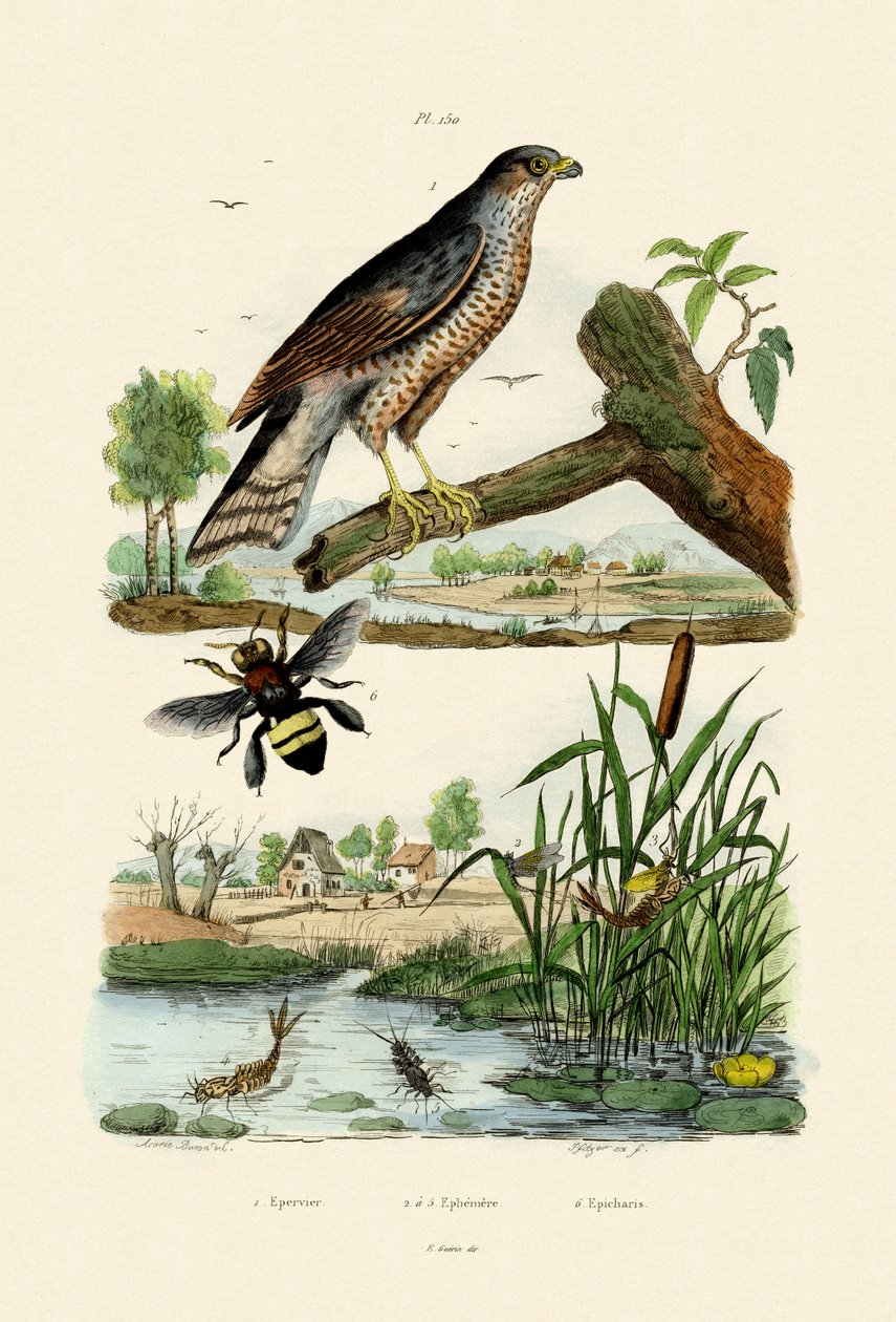 Sparrowhawk euro-asiático, 1833-39 de French School