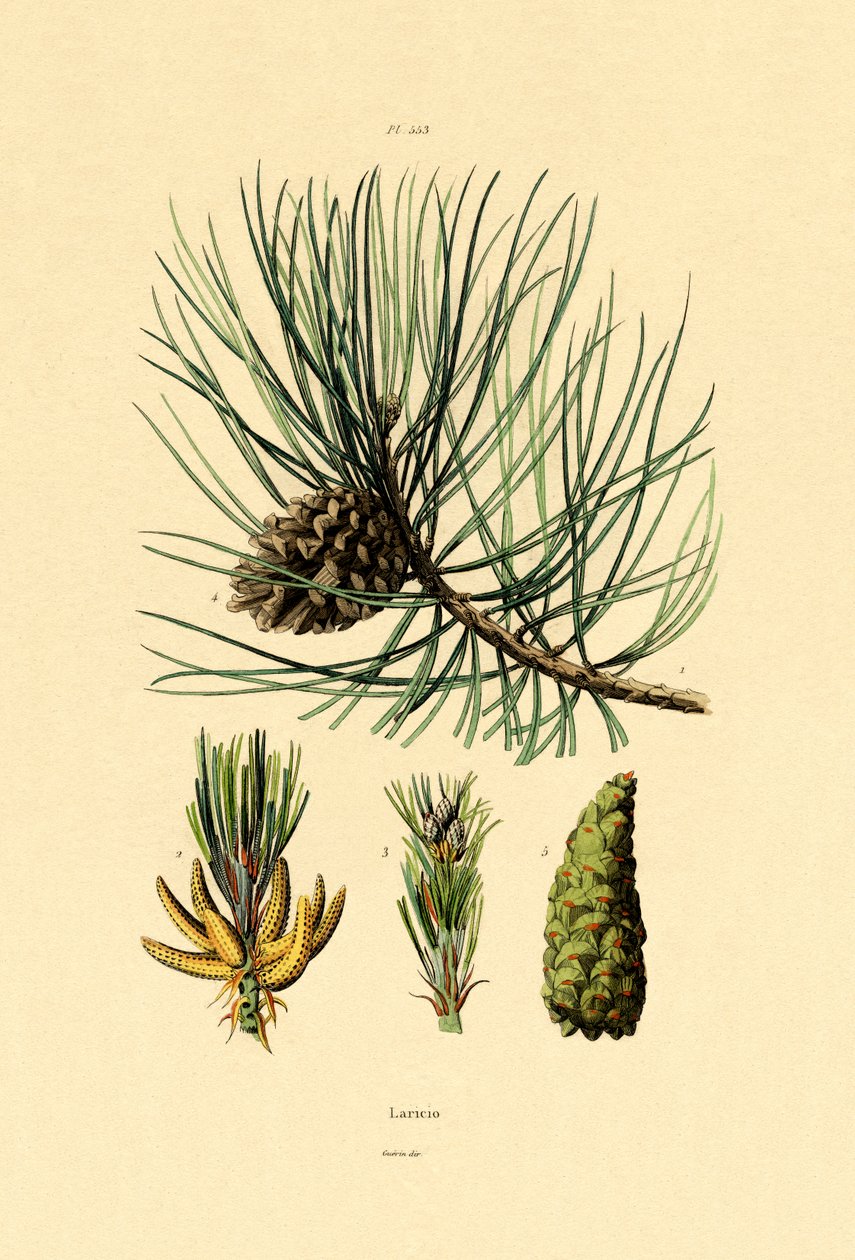 Pinho Preto Europeu, 1833-39 de French School
