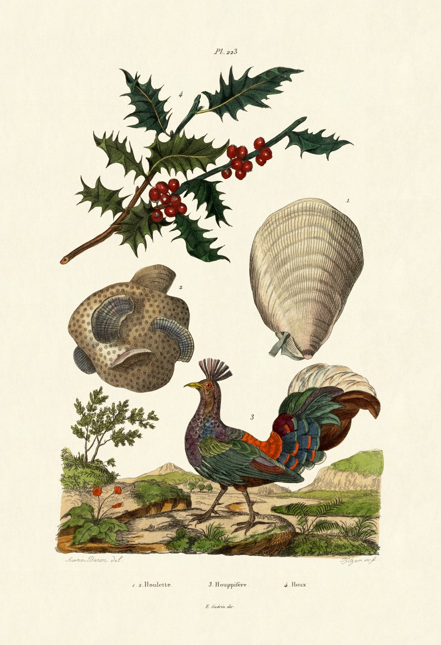 Azevinho Europeu, 1833-39 de French School
