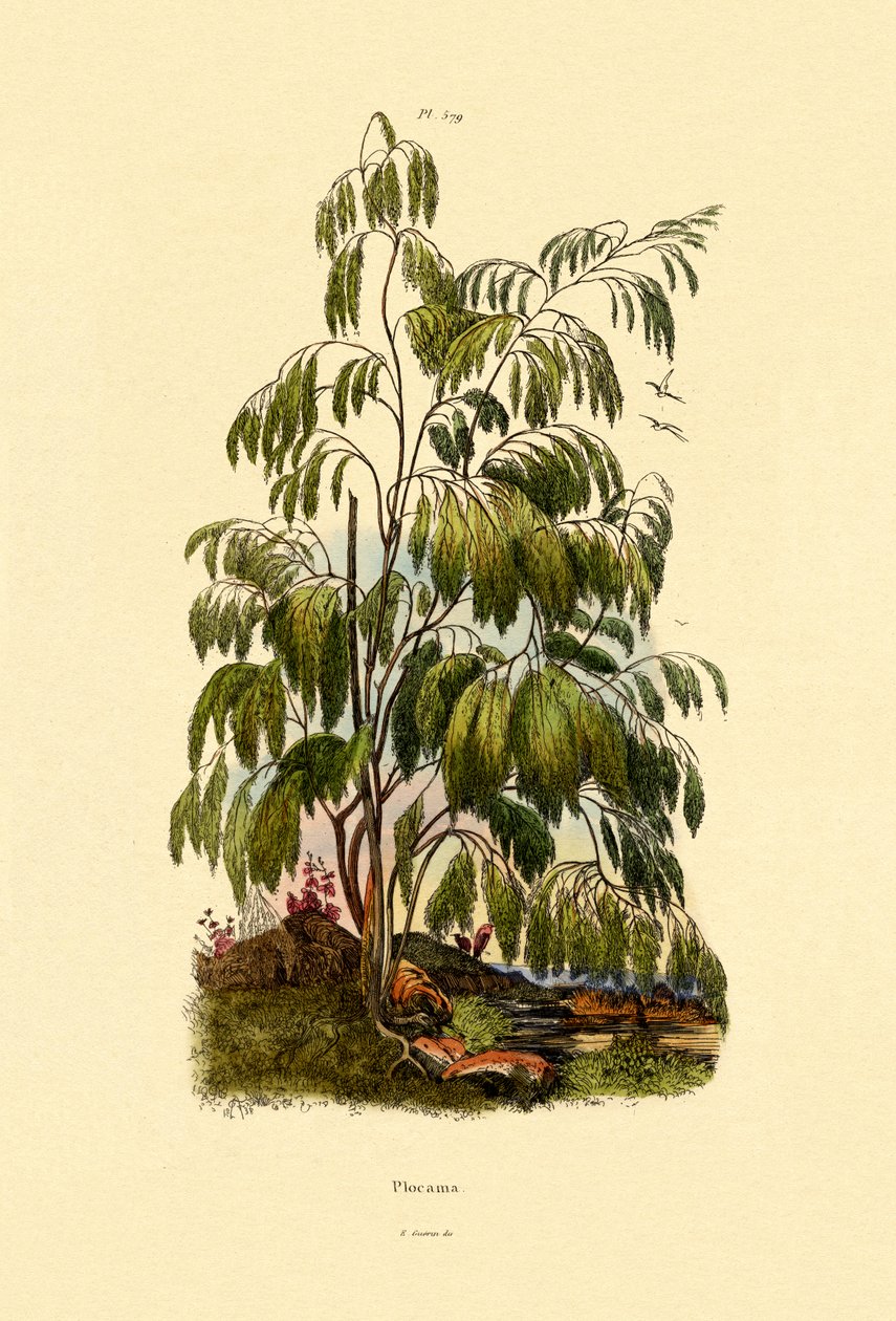 Evergreen Bush, 1833-39 de French School