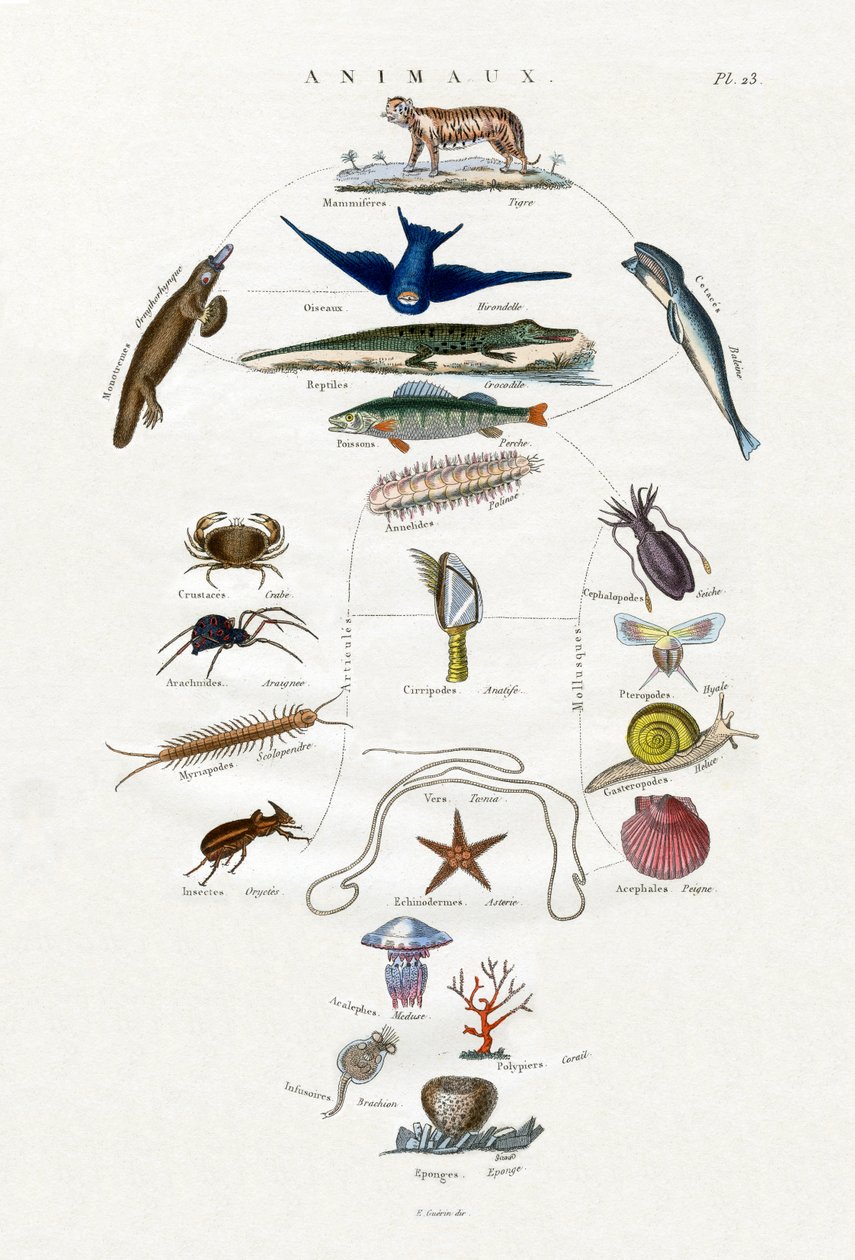 Evolução, 1833-39 de French School